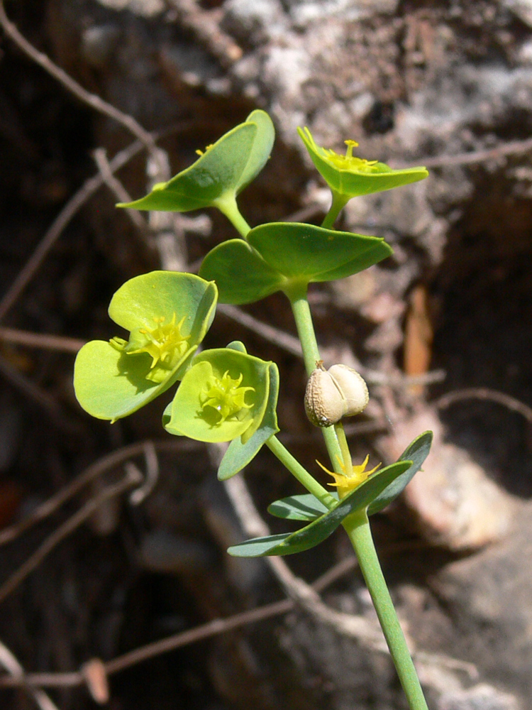 Изображение особи Euphorbia terracina.