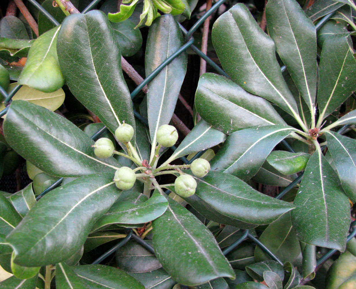 Image of Pittosporum tobira specimen.