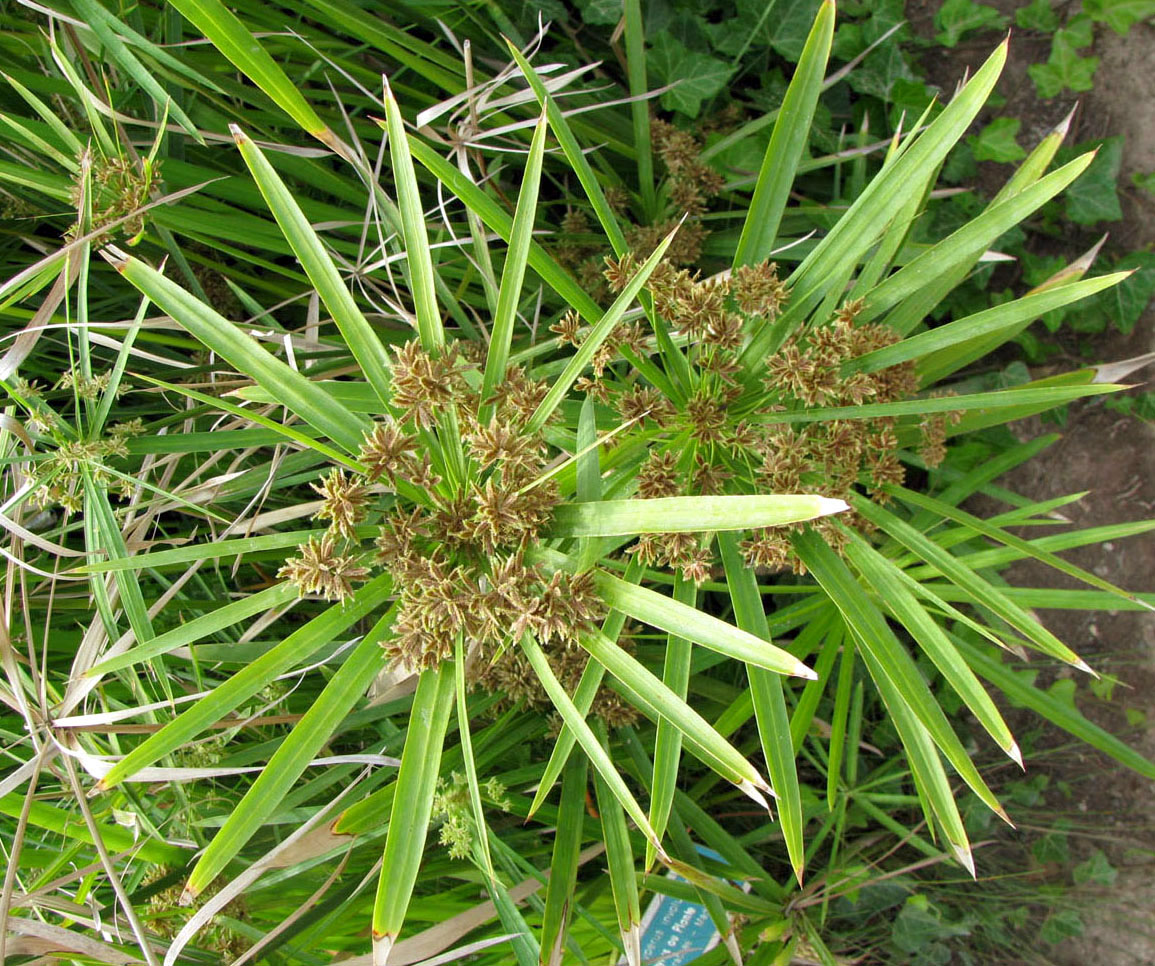 Изображение особи Cyperus involucratus.