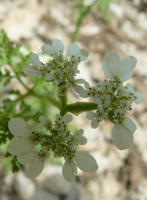 Image of Orlaya daucoides specimen.