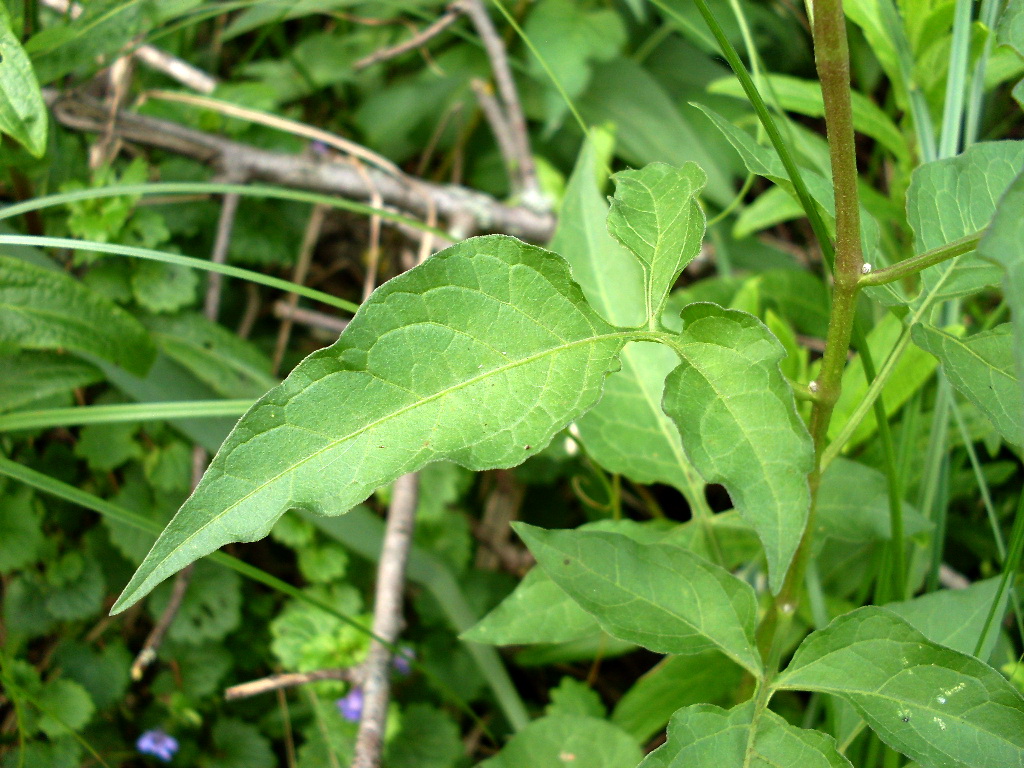 Image of Solanum dulcamara specimen.