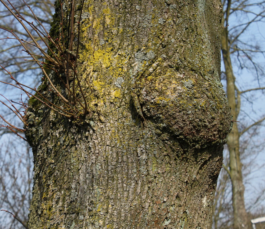 Image of Tilia cordata specimen.