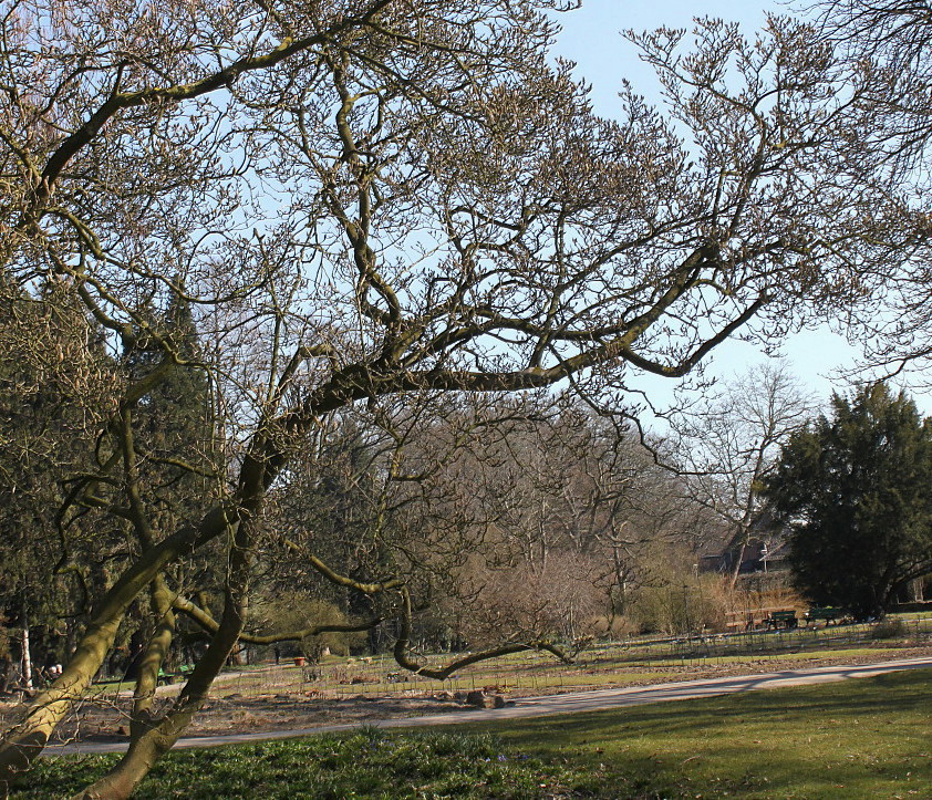 Image of Magnolia &times; soulangeana specimen.