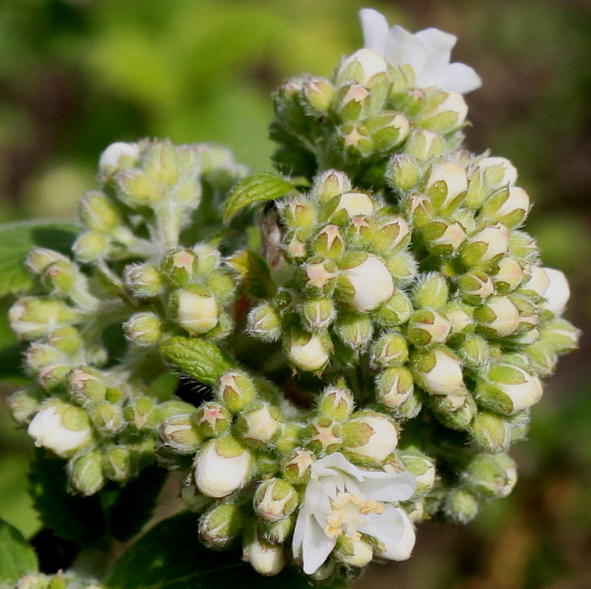 Image of Jamesia americana specimen.