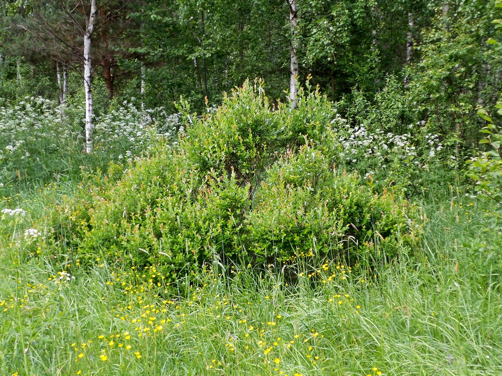 Изображение особи Salix starkeana.