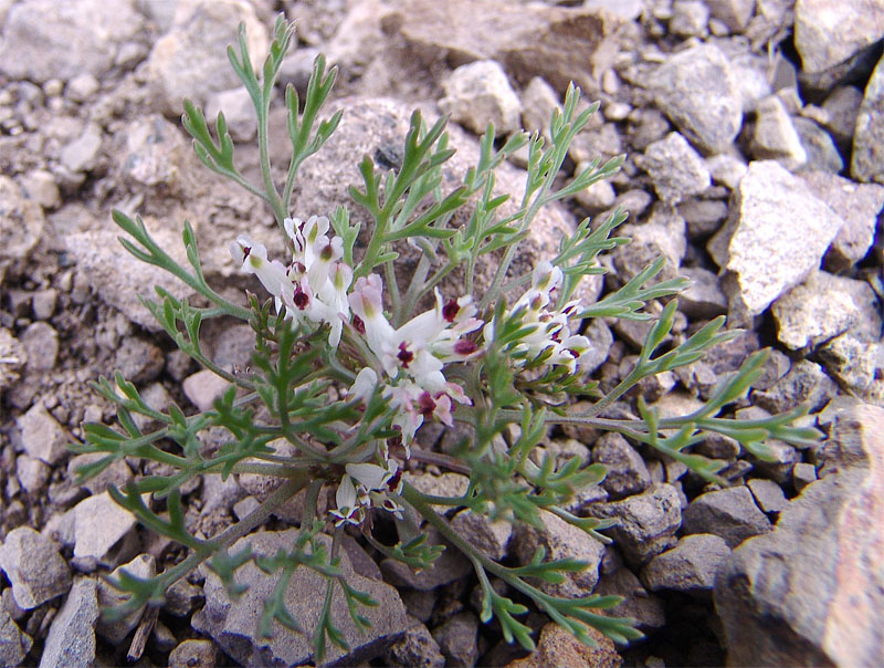 Image of Fumaria asepala specimen.