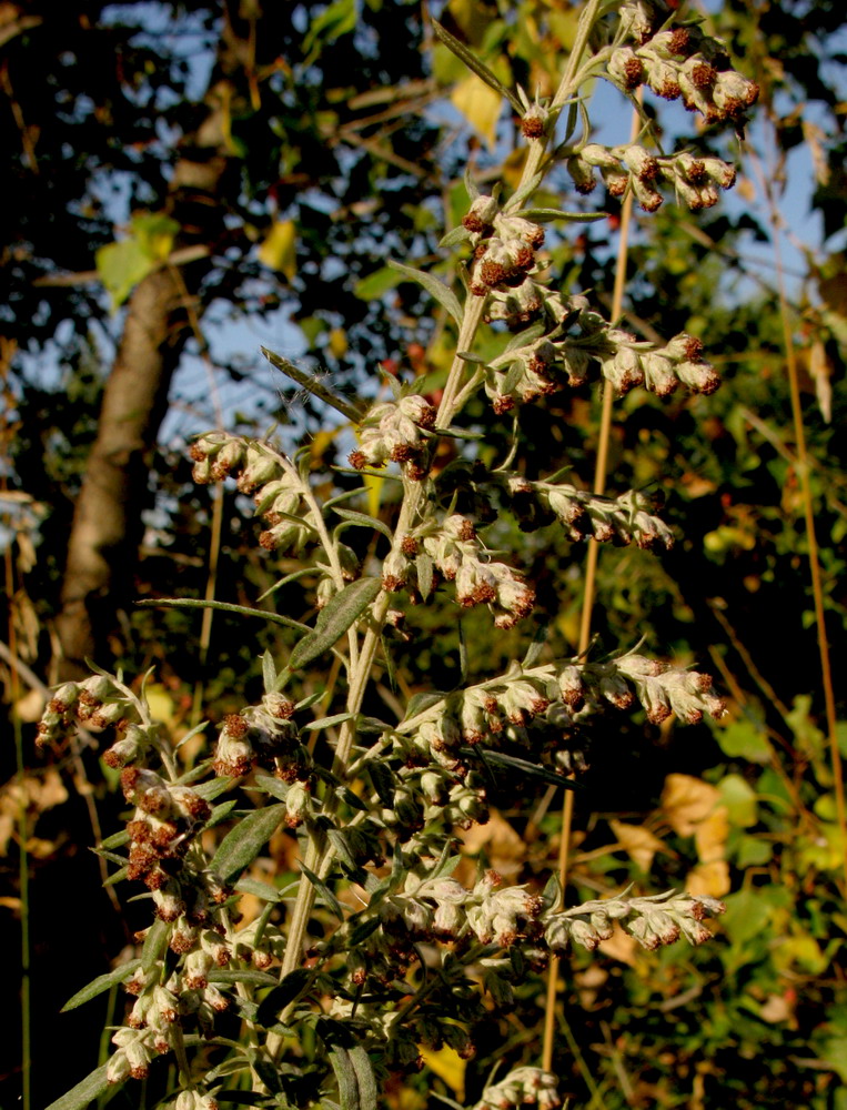 Image of Artemisia argyi specimen.