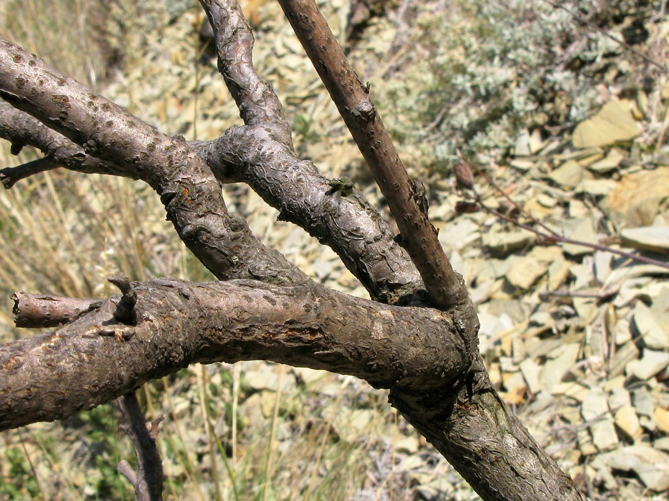 Image of Rhus coriaria specimen.