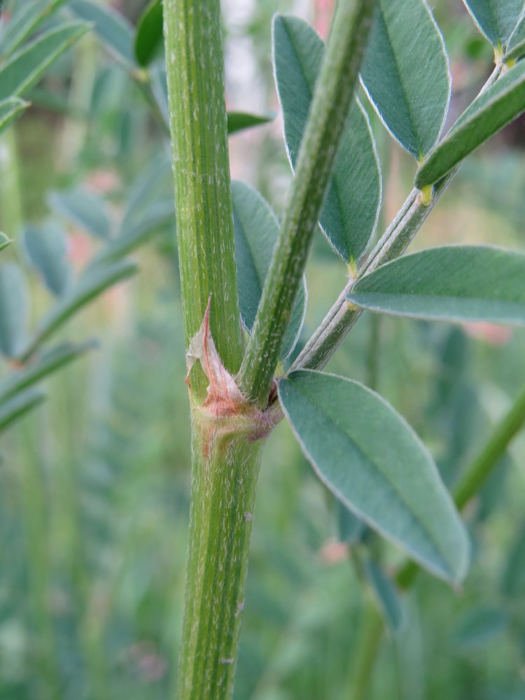 Image of Onobrychis arenaria specimen.