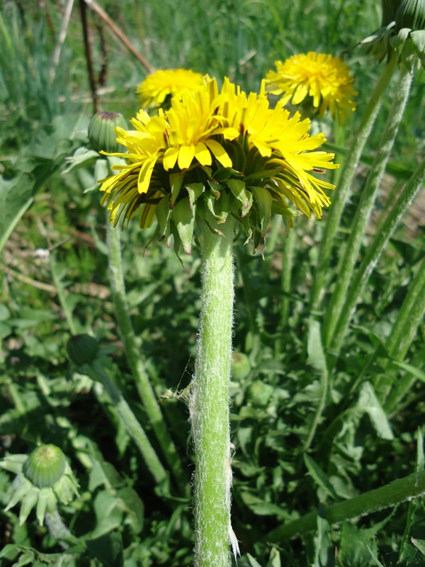 Image of genus Taraxacum specimen.