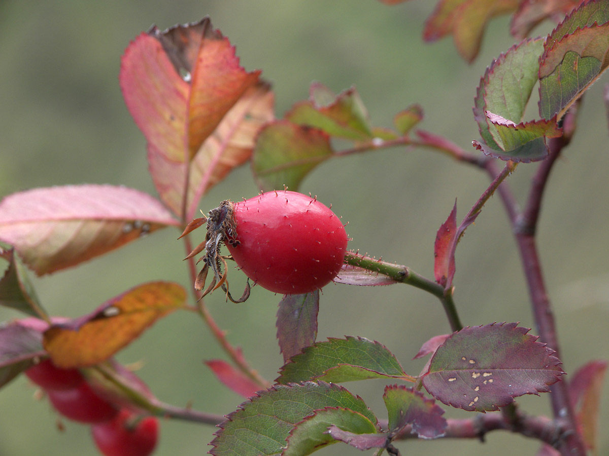 Image of Rosa borissovae specimen.