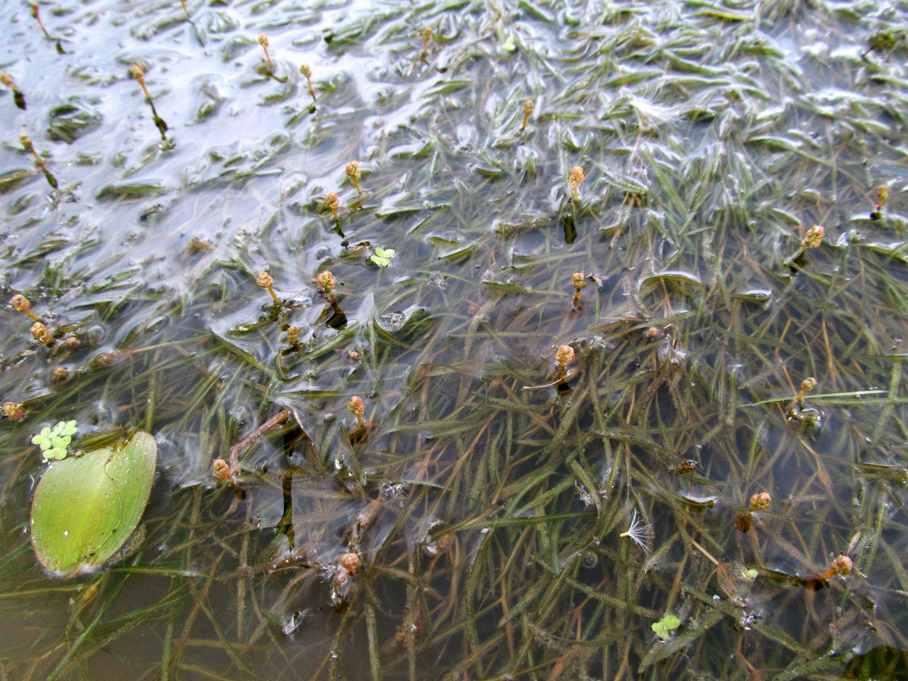 Image of Potamogeton berchtoldii specimen.