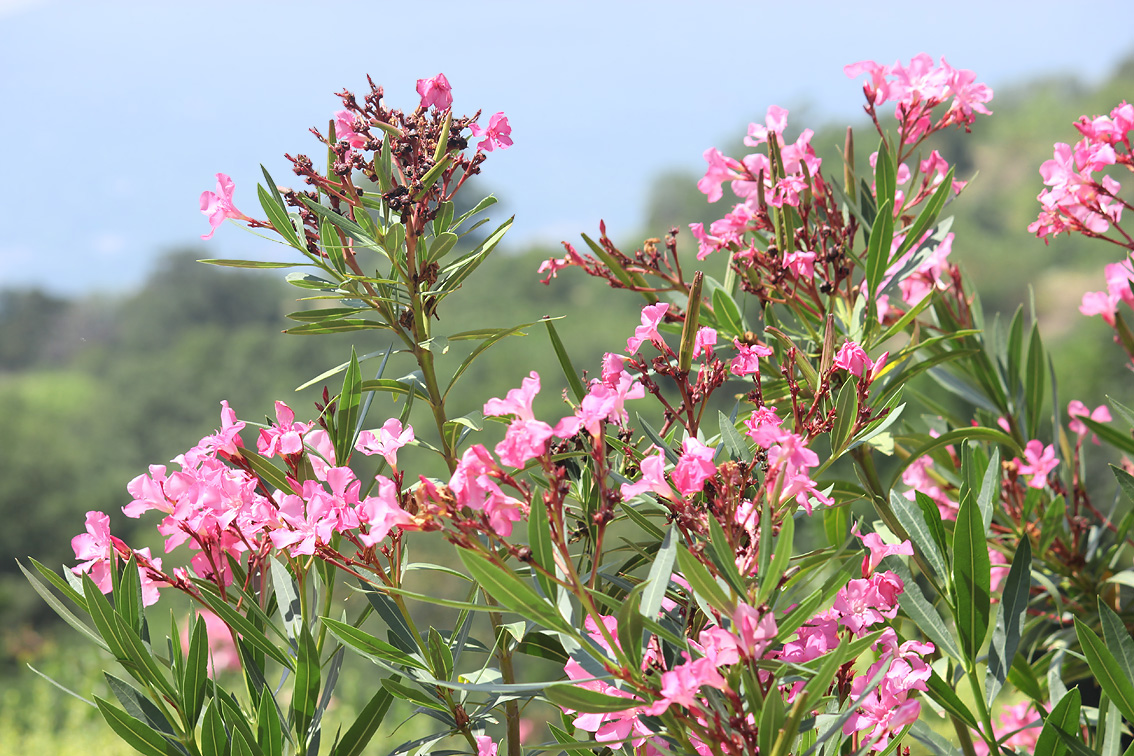 Изображение особи Nerium oleander.