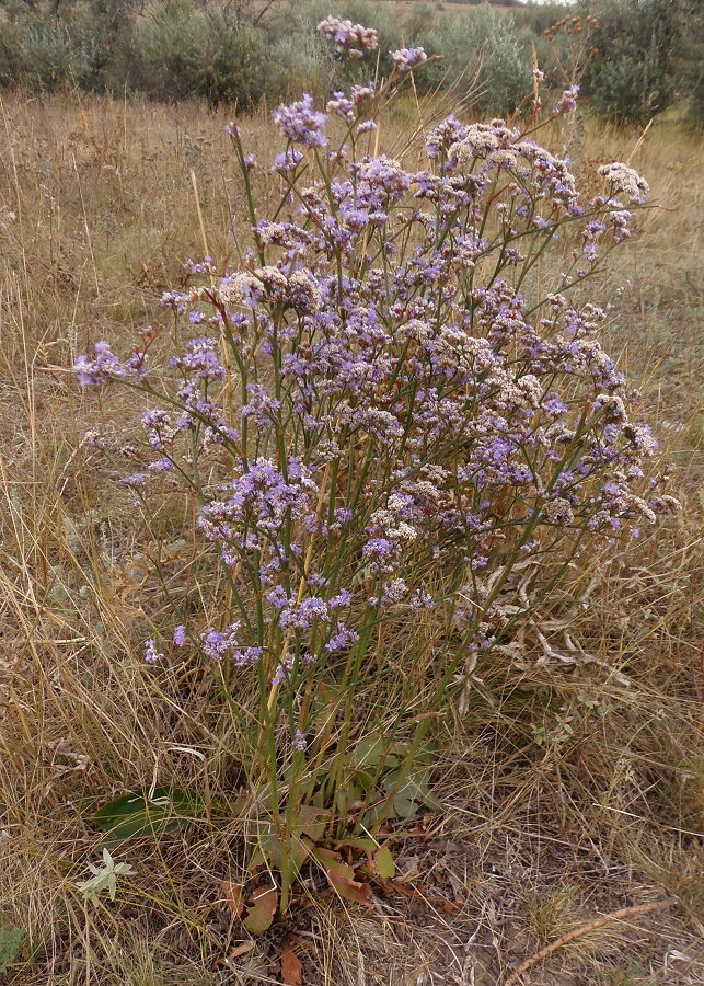 Image of Limonium donetzicum specimen.