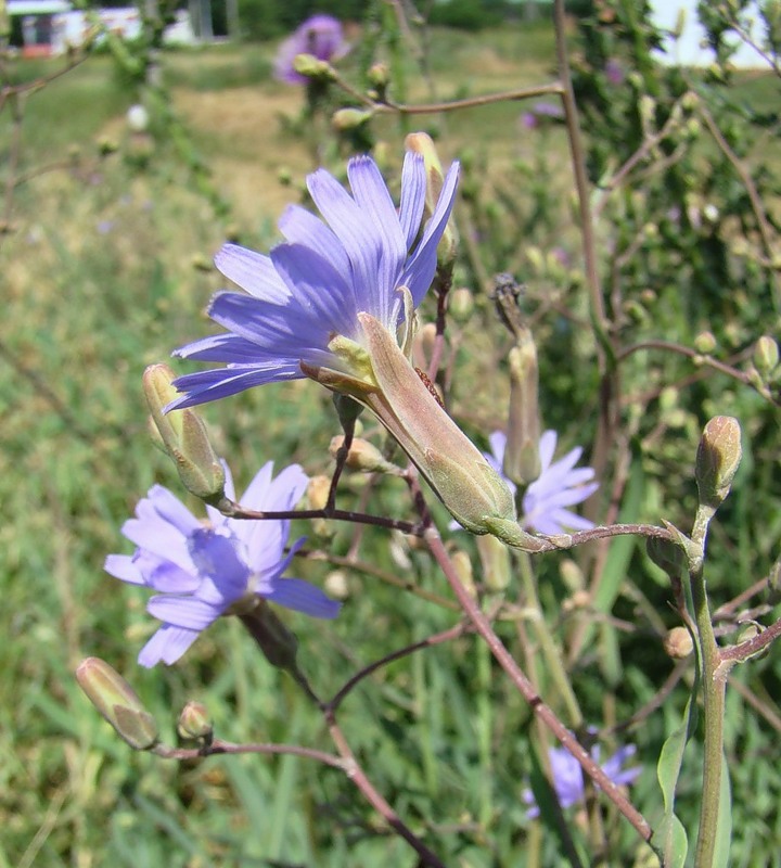 Image of Lactuca tatarica specimen.