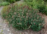 Trifolium ochroleucon. Плодоносящее растение. Германия, г. Дюссельдорф, Ботанический сад университета. 14.08.2013.