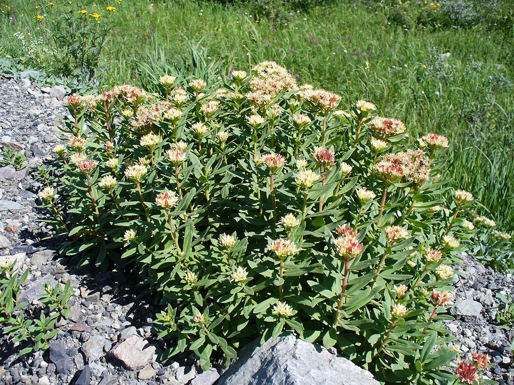 Image of Rhodiola stephanii specimen.