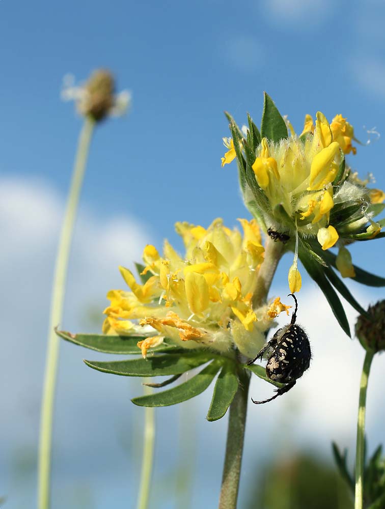 Image of Anthyllis vulneraria specimen.