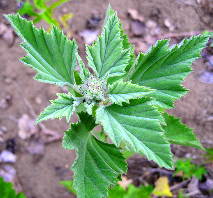 Image of Althaea officinalis specimen.