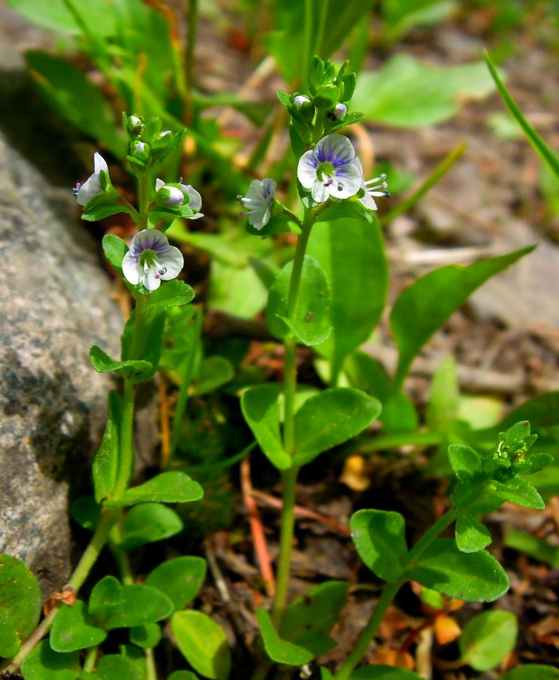 Image of Veronica serpyllifolia specimen.