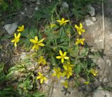 Ranunculus oxyspermus. Цветущее растение. Нагорный Карабах, окр. г. Шуши, Унотское ущелье. 05.05.2013.