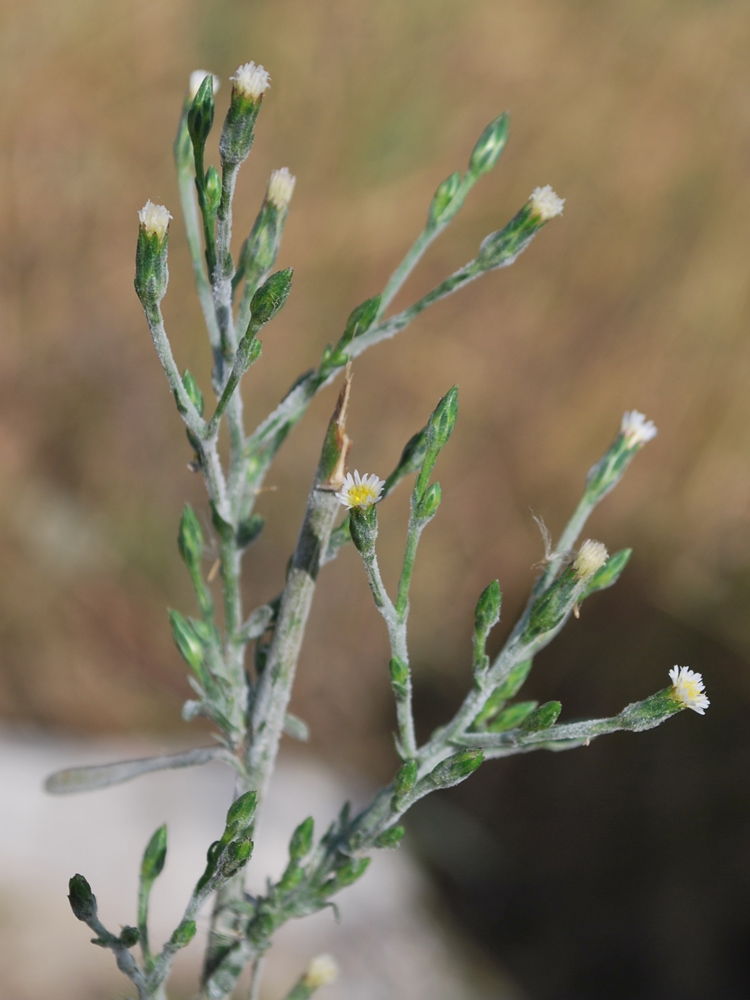 Изображение особи Symphyotrichum graminifolium.