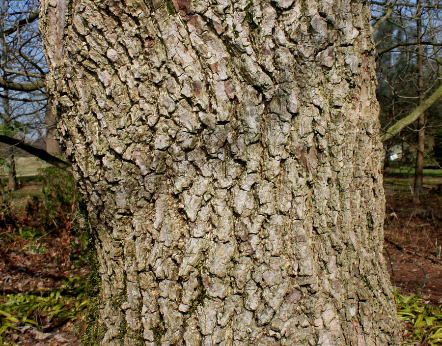 Image of Magnolia acuminata specimen.