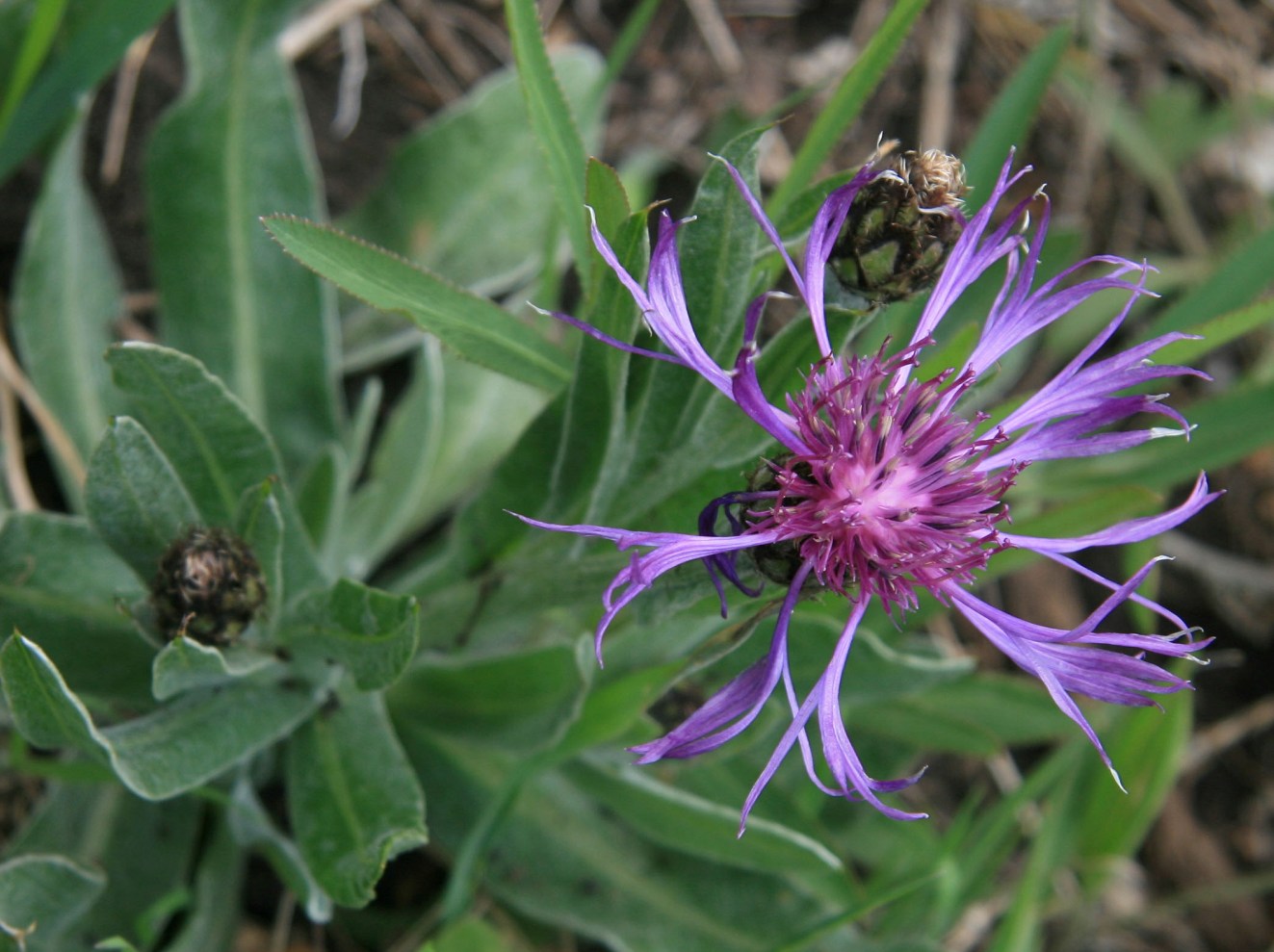 Изображение особи Centaurea czerkessica.