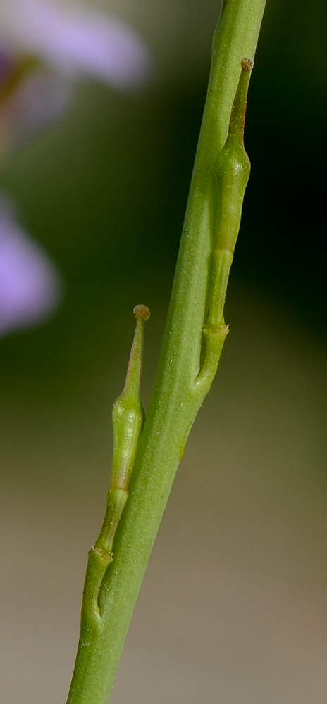 Image of Erucaria hispanica specimen.