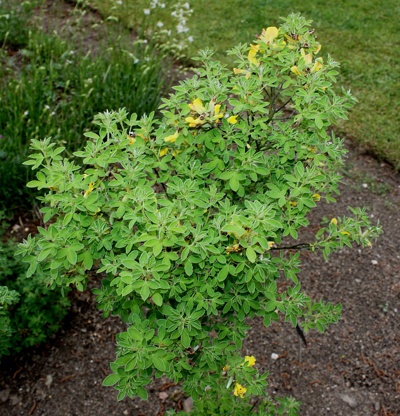 Изображение особи Chamaecytisus ratisbonensis.