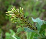 Salix cinerea