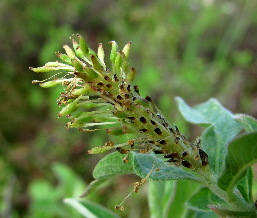 Image of Salix cinerea specimen.