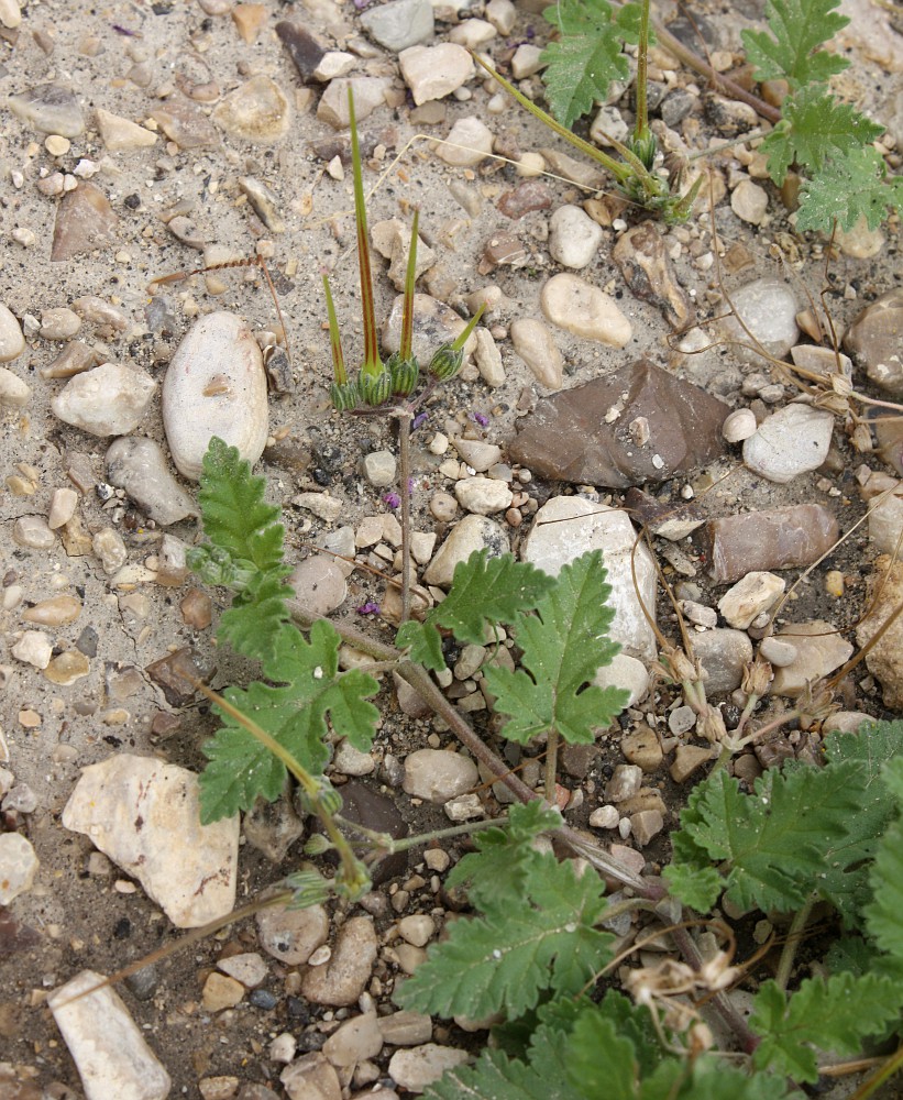 Image of genus Erodium specimen.