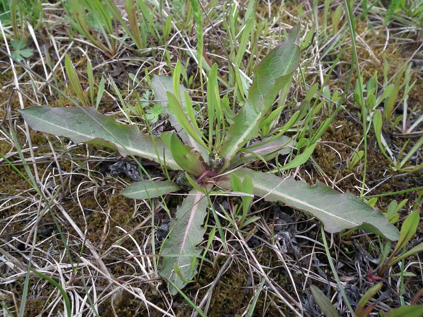 Изображение особи род Taraxacum.