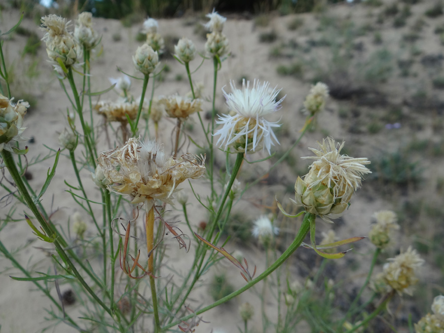 Image of Centaurea appendicata specimen.