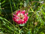 Trifolium hybridum подвид elegans