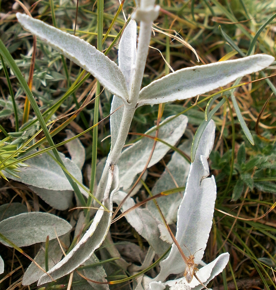 Image of Veronica hololeuca specimen.