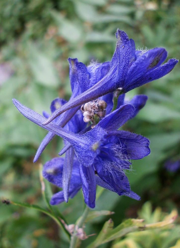 Изображение особи Delphinium fissum.