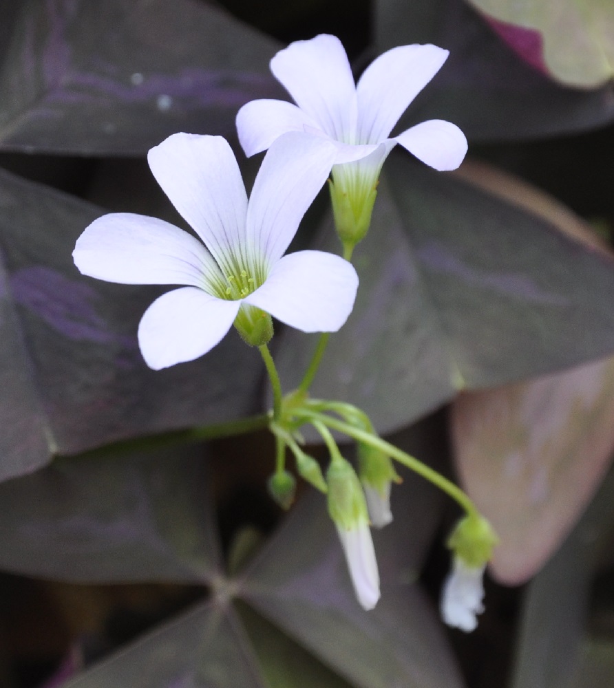 Изображение особи Oxalis triangularis.