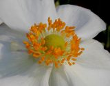 Anemone vitifolia. Андроцей и гинецей. Германия, г. Крефельд, Ботанический сад. 06.09.2014.