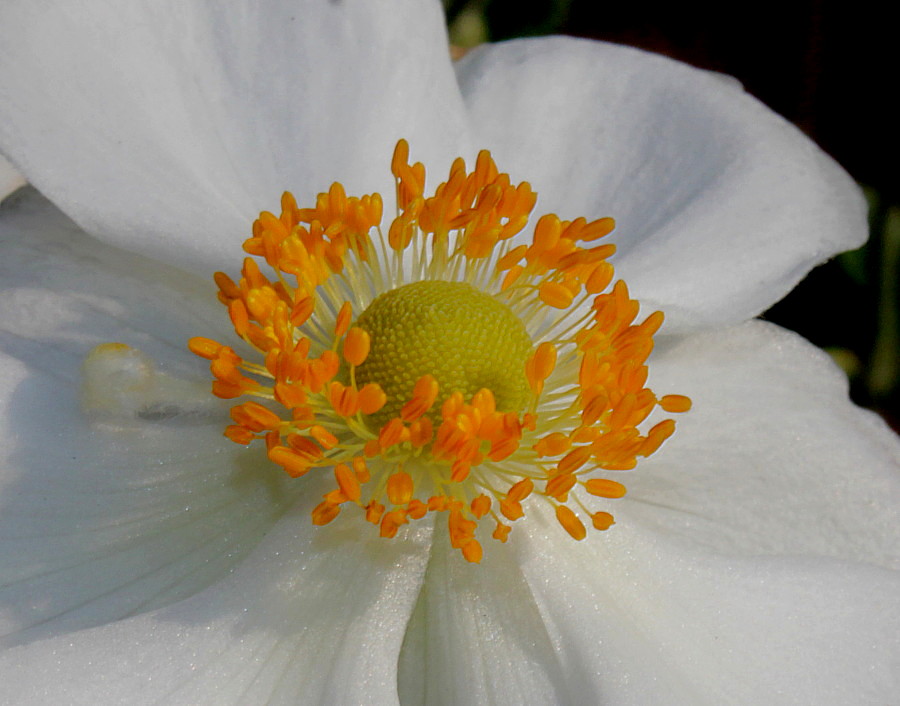 Изображение особи Anemone vitifolia.