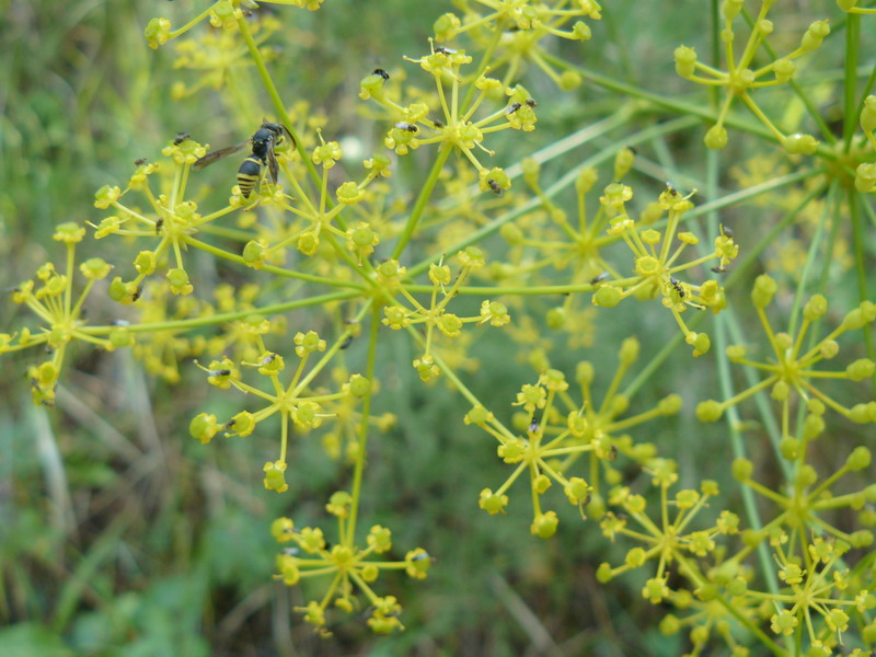 Image of Ferulago galbanifera specimen.