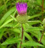 Cirsium vlassovianum