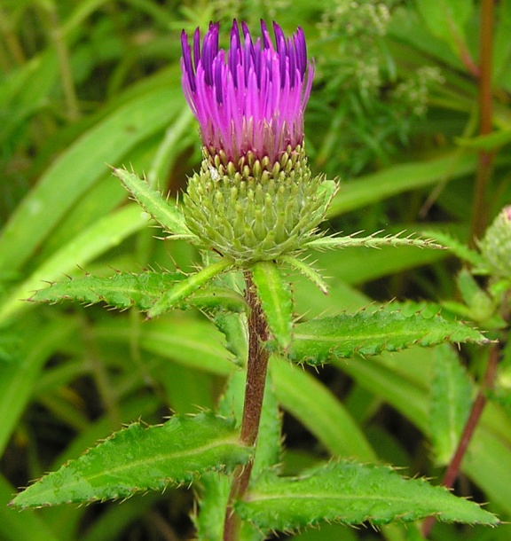 Image of Cirsium vlassovianum specimen.