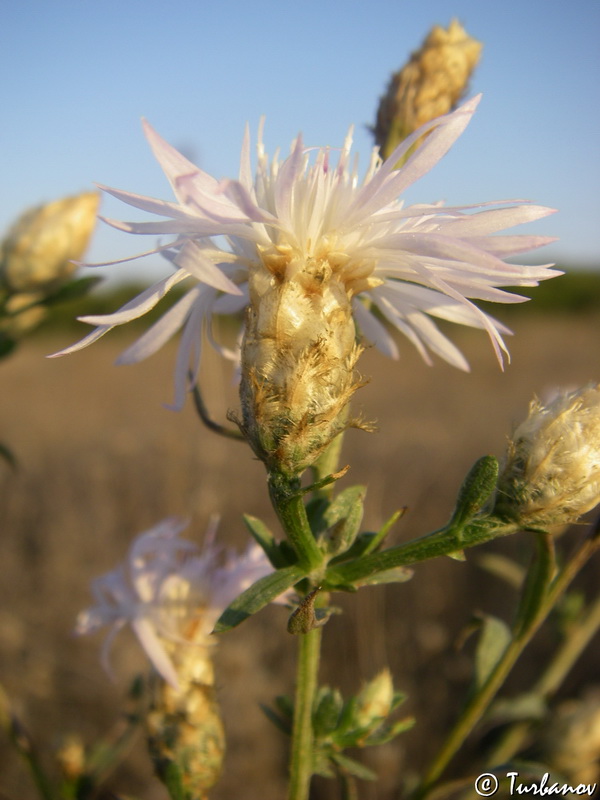 Image of genus Centaurea specimen.