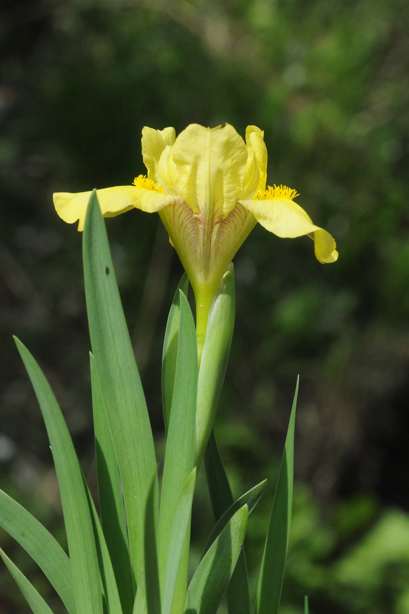 Изображение особи Iris arenaria.