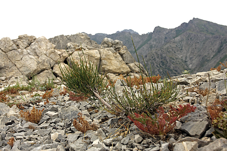 Image of genus Ephedra specimen.