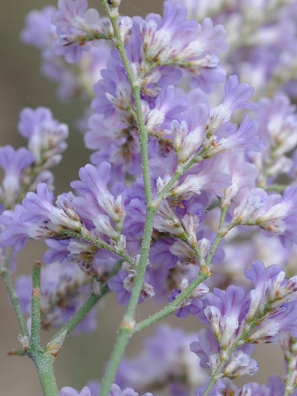 Image of Limonium popovii specimen.