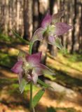 Epipactis distans