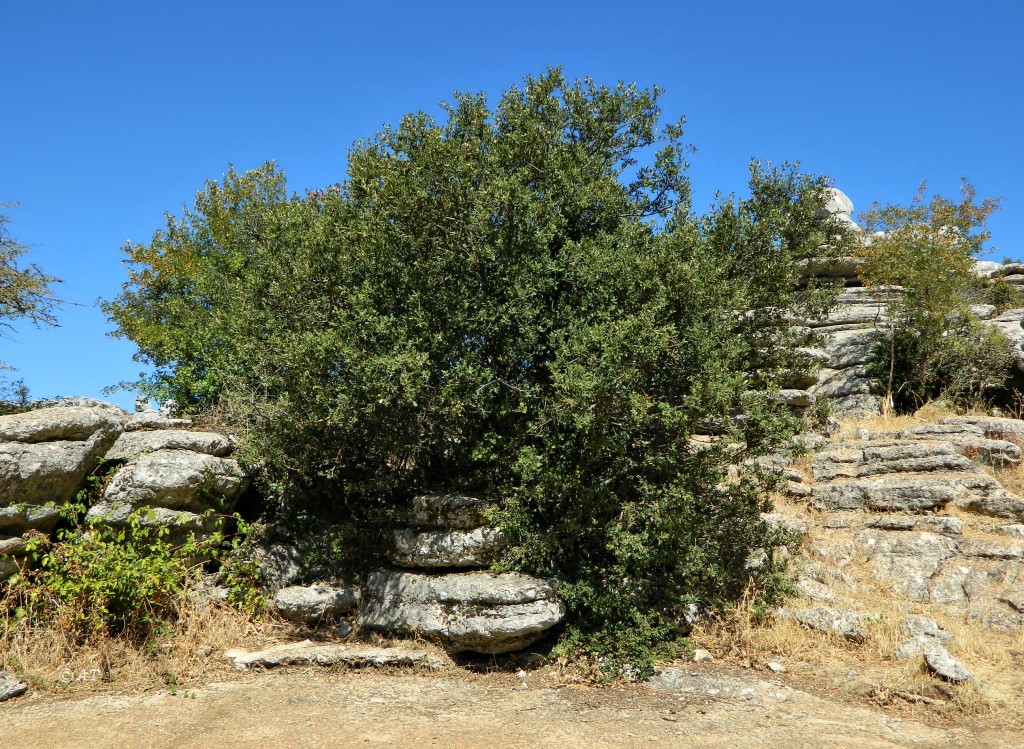 Изображение особи Quercus rotundifolia.